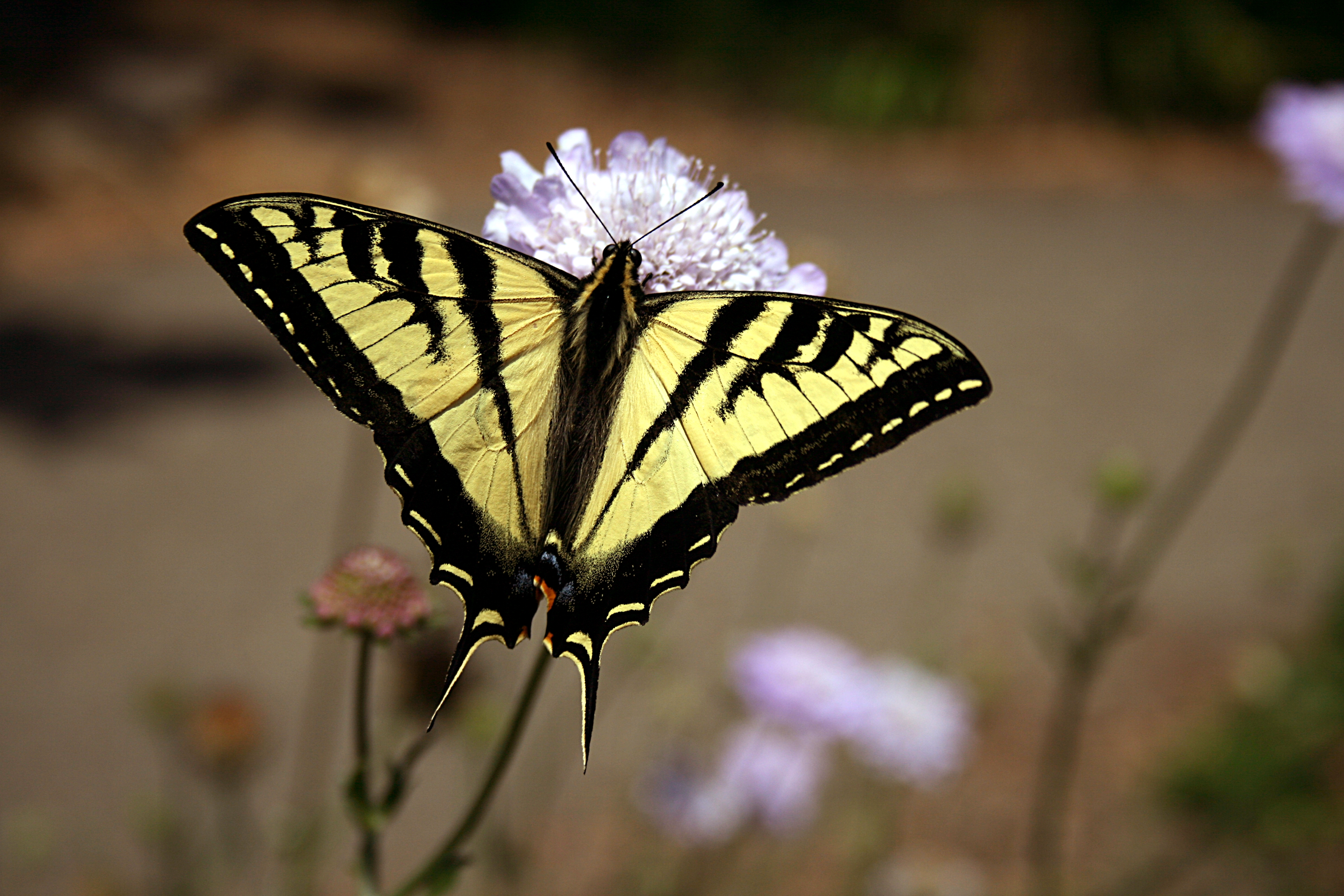 Swallowtail Butterfly Yellow Black Photo Picture And Image Gallery