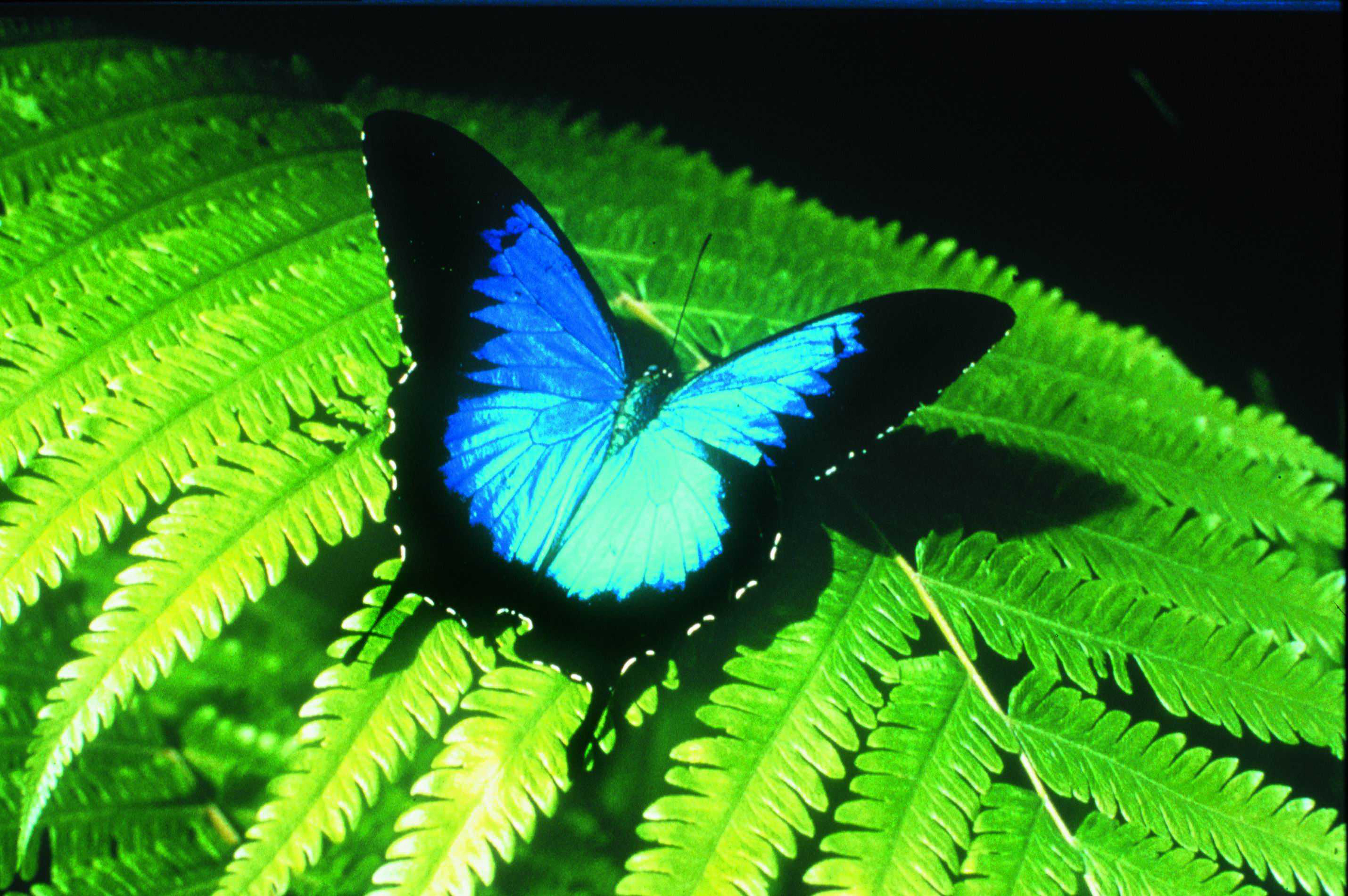 Awesome Australian Butterfly Sanctuary Photos Pictures Gallery