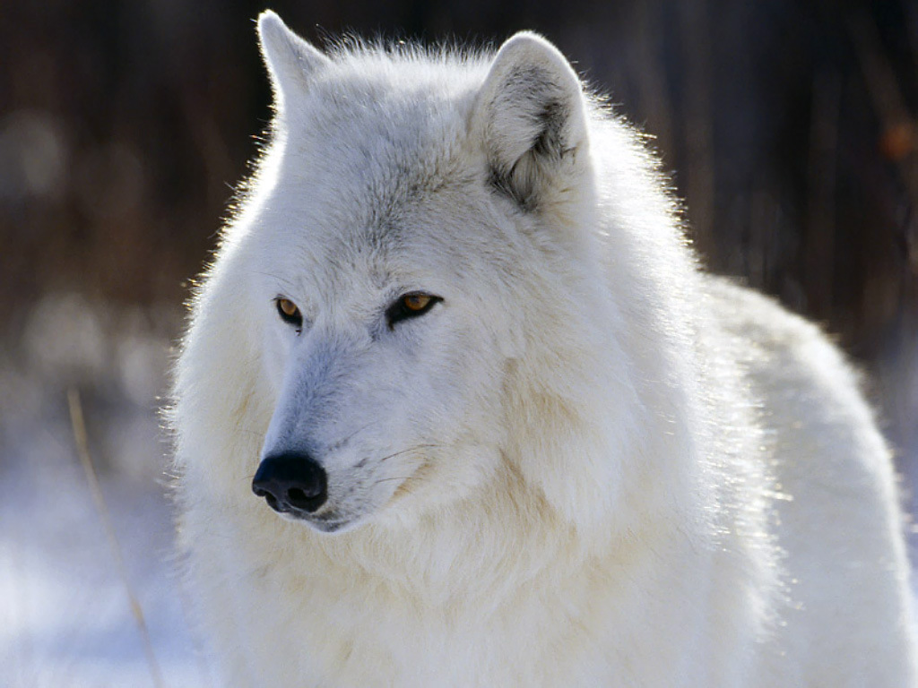 Beautiful White Wolf Animal Wallpaper HD Widescreen For PC Computer