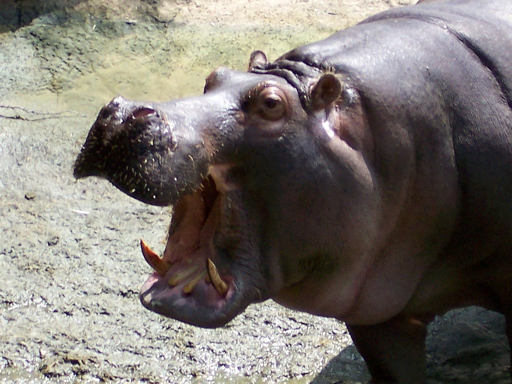 Animals Hippopotamus African Safari Pictures HD Wallpaper Widescreen