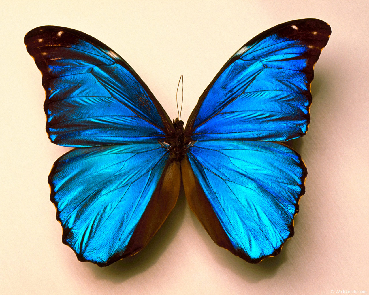 Beautiful Dark Blue Color Butterfly Photo Picture HD Wallpaper Free