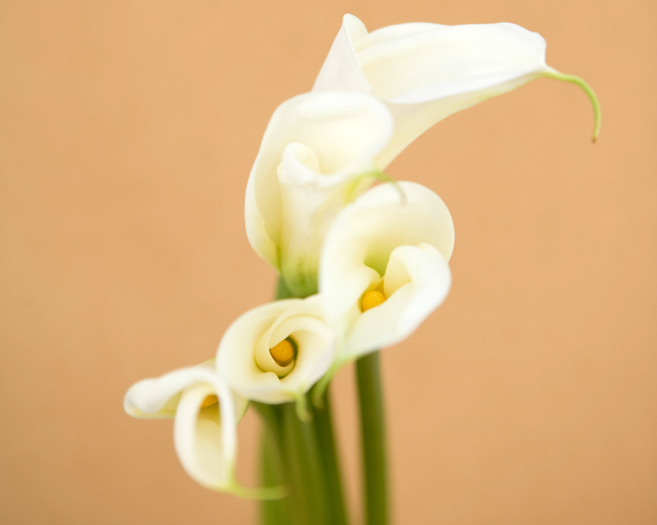Calla Lily Flower Pictures Images Backgrounds HD Wallpapers Gallery
