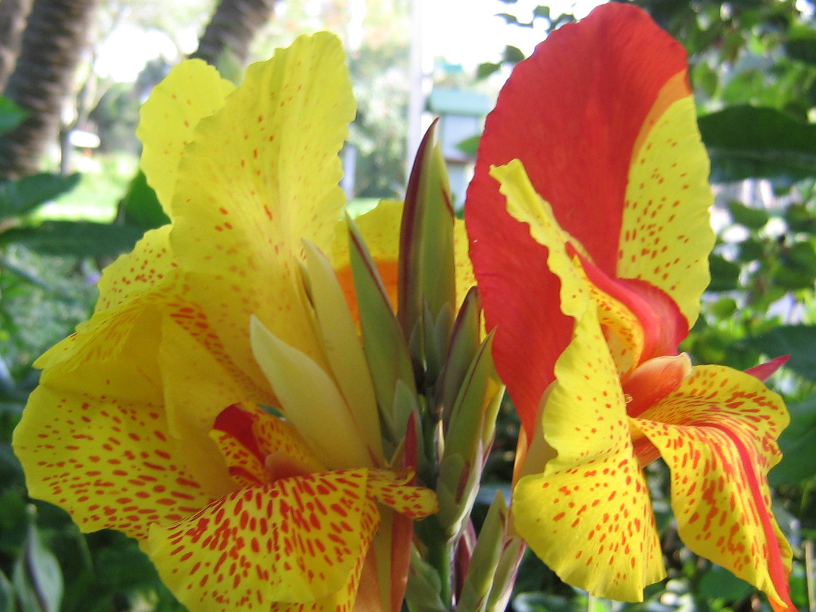Beautiful Canna Liliy Flower Yellow And Red Color Photo Picture