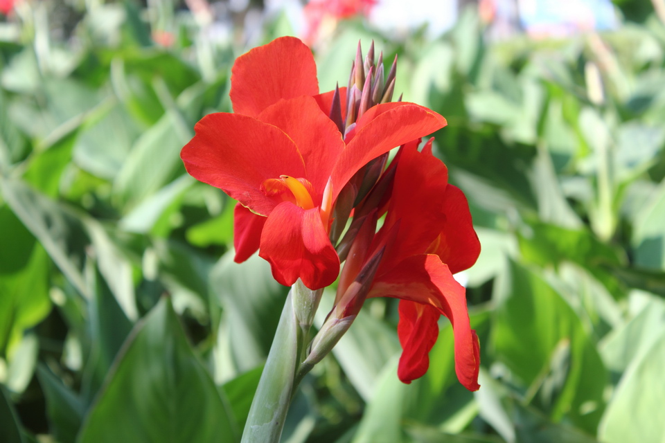 Red Canna Lily Flower Picture And Photo Free Download