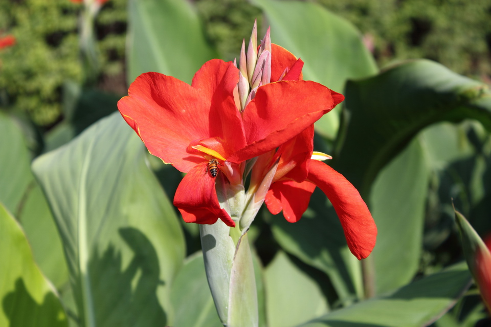 Awesome Red Color Canna Lily Flower Photo And Picture Sharing
