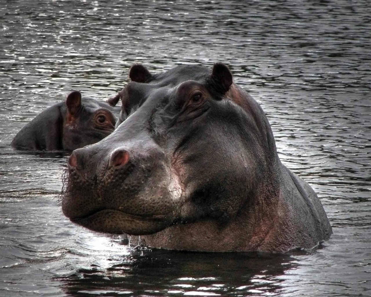 Big Animal Hippopotamus Photo Picture With High Resolution
