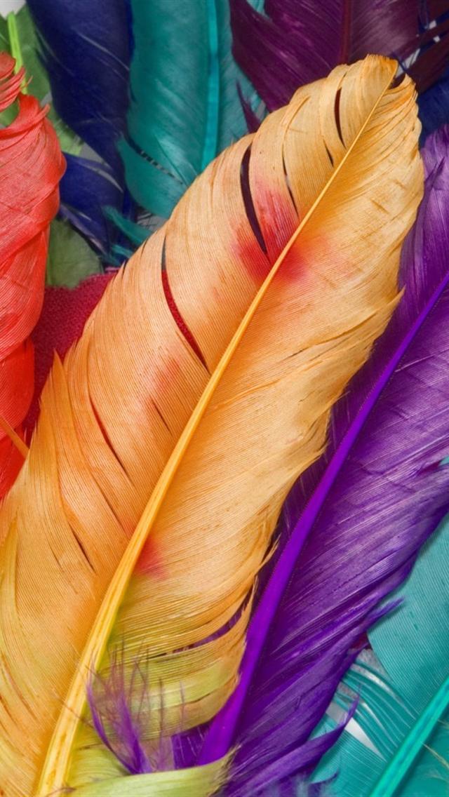Beautiful Colorful Feather Photo Picture Image HD Wallpaper