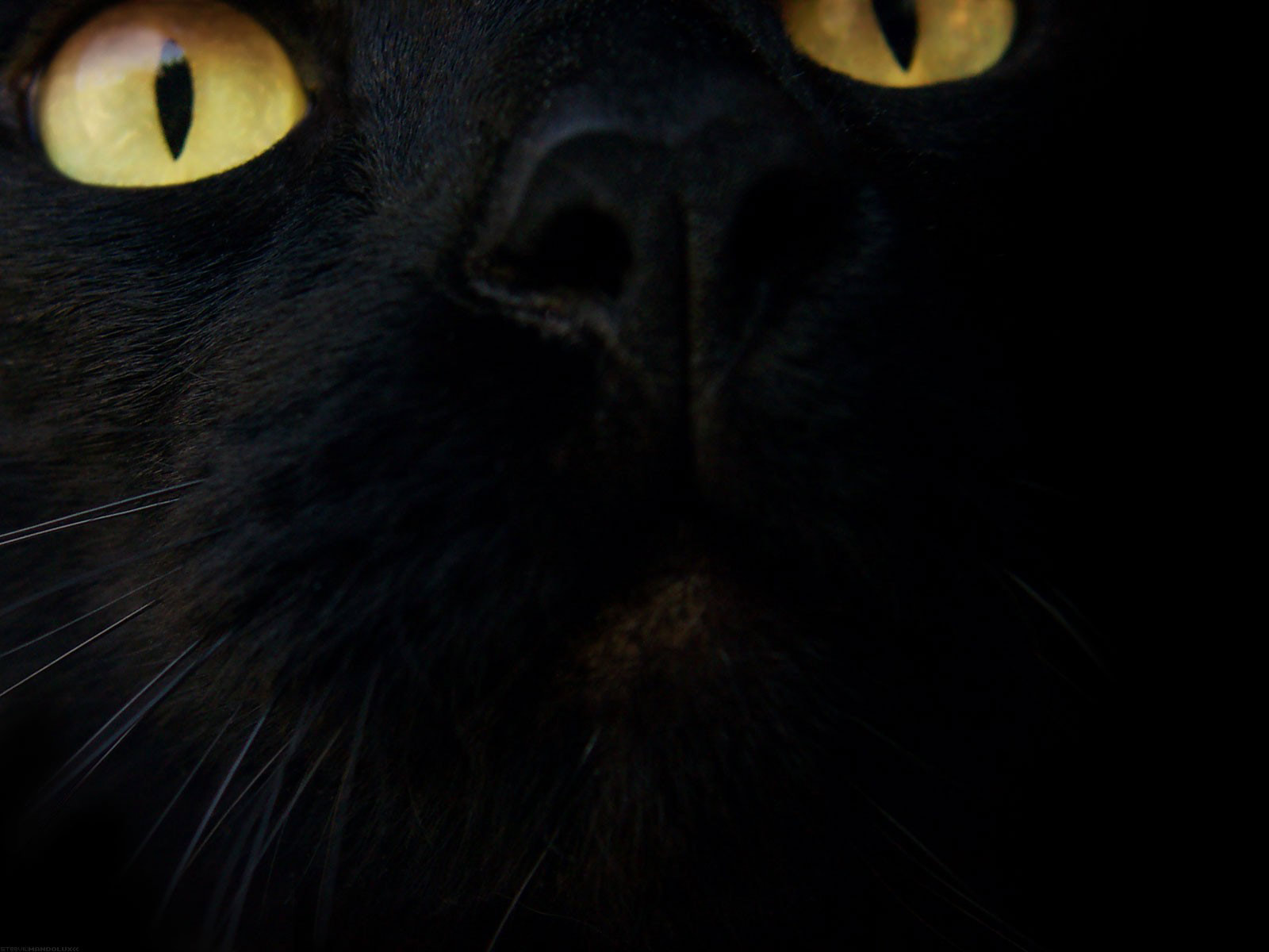 Black Cat Animal HD Wallpaper Picture Image Free Download