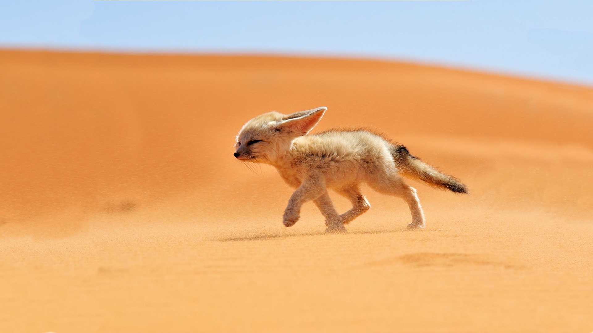 Desert  Fennec Fox HD Wallpaper