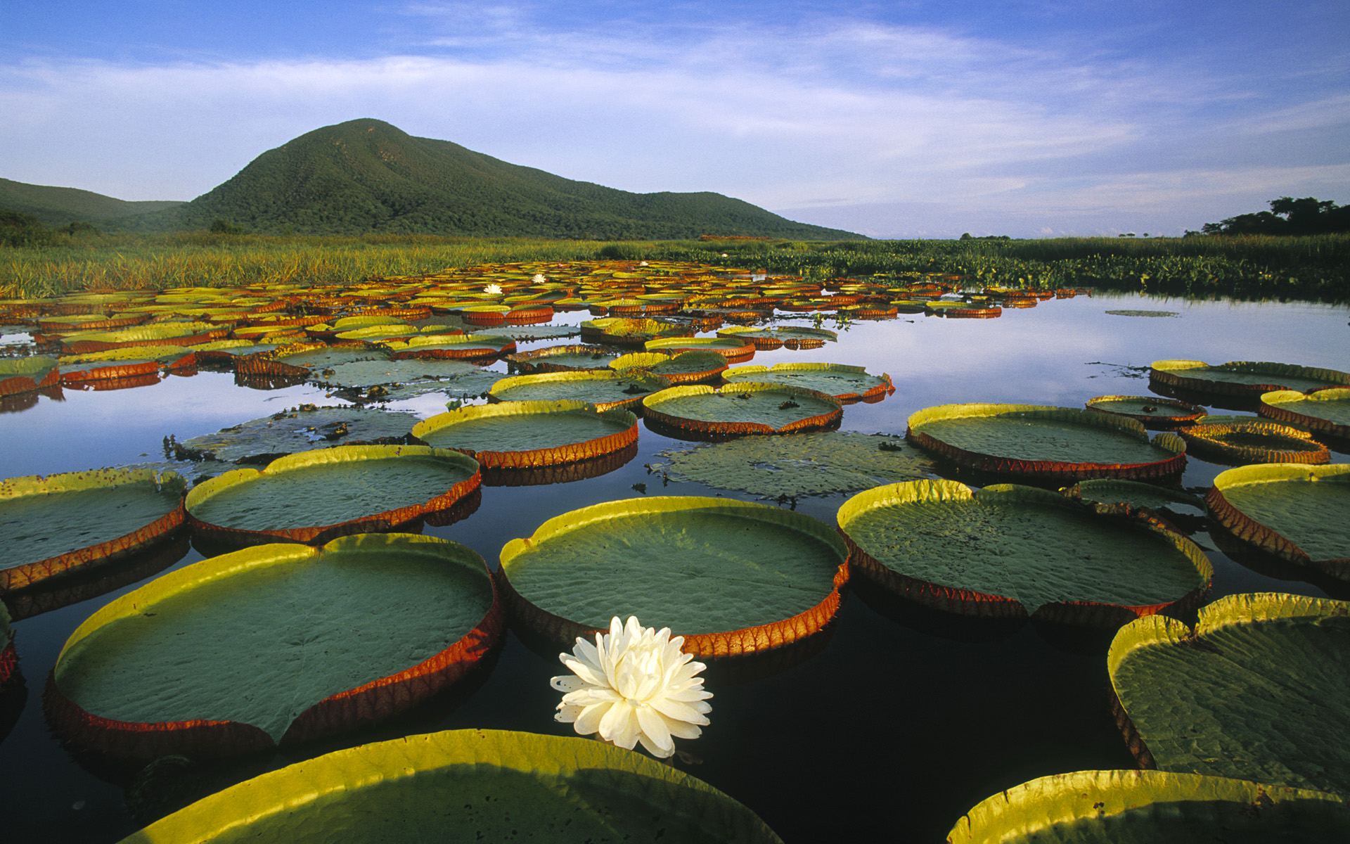 Lily Pads and Mountain HD Wallpaper