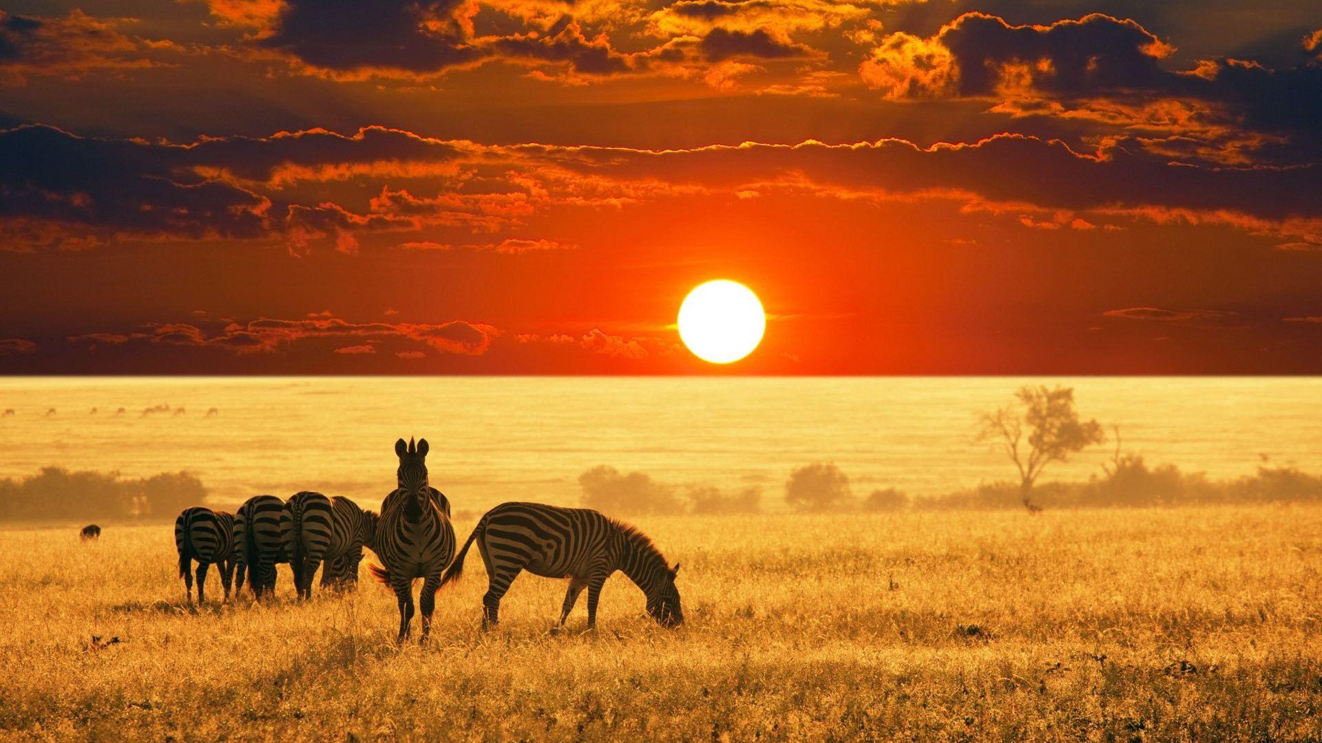 Photo of Zebras and Sunset Wallpaper