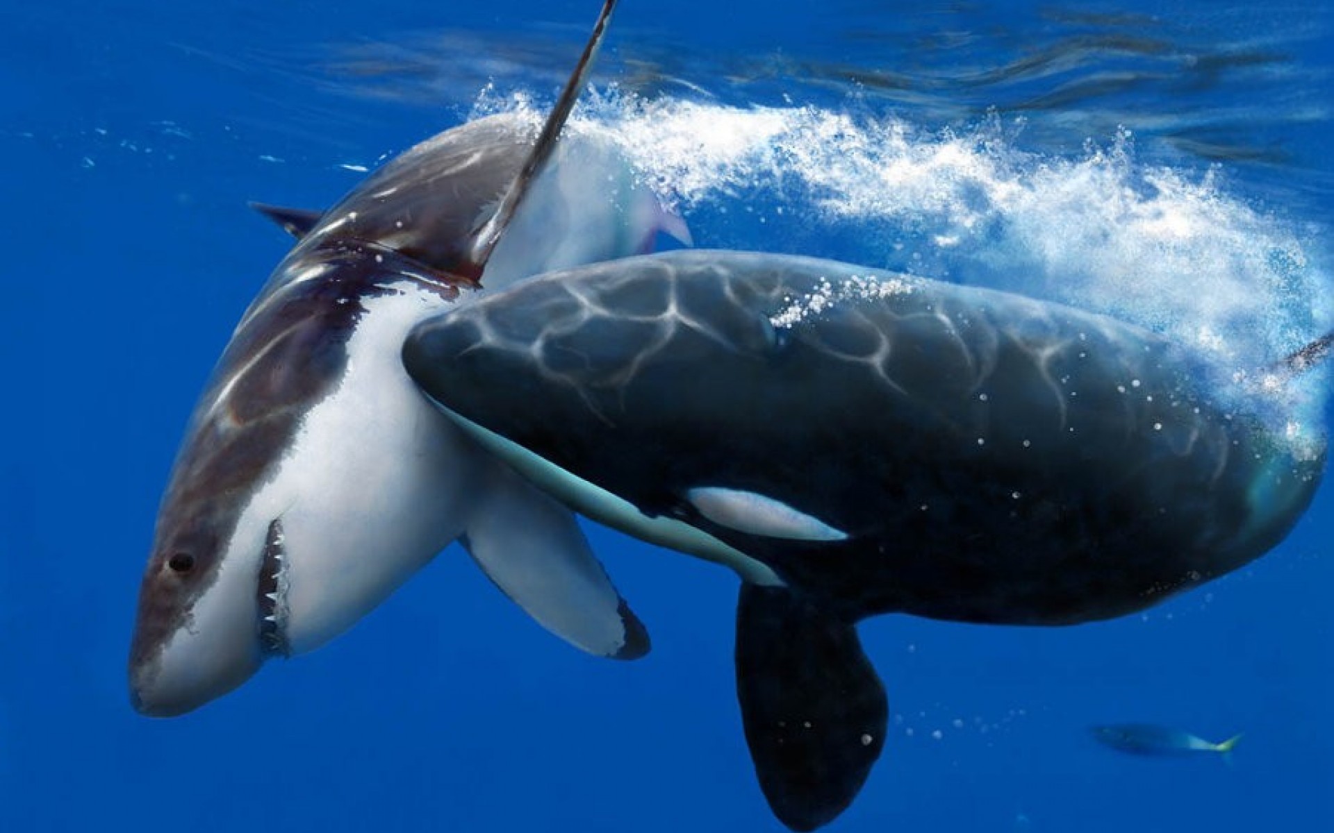 Killer Whale and Shark HD Wallpaper