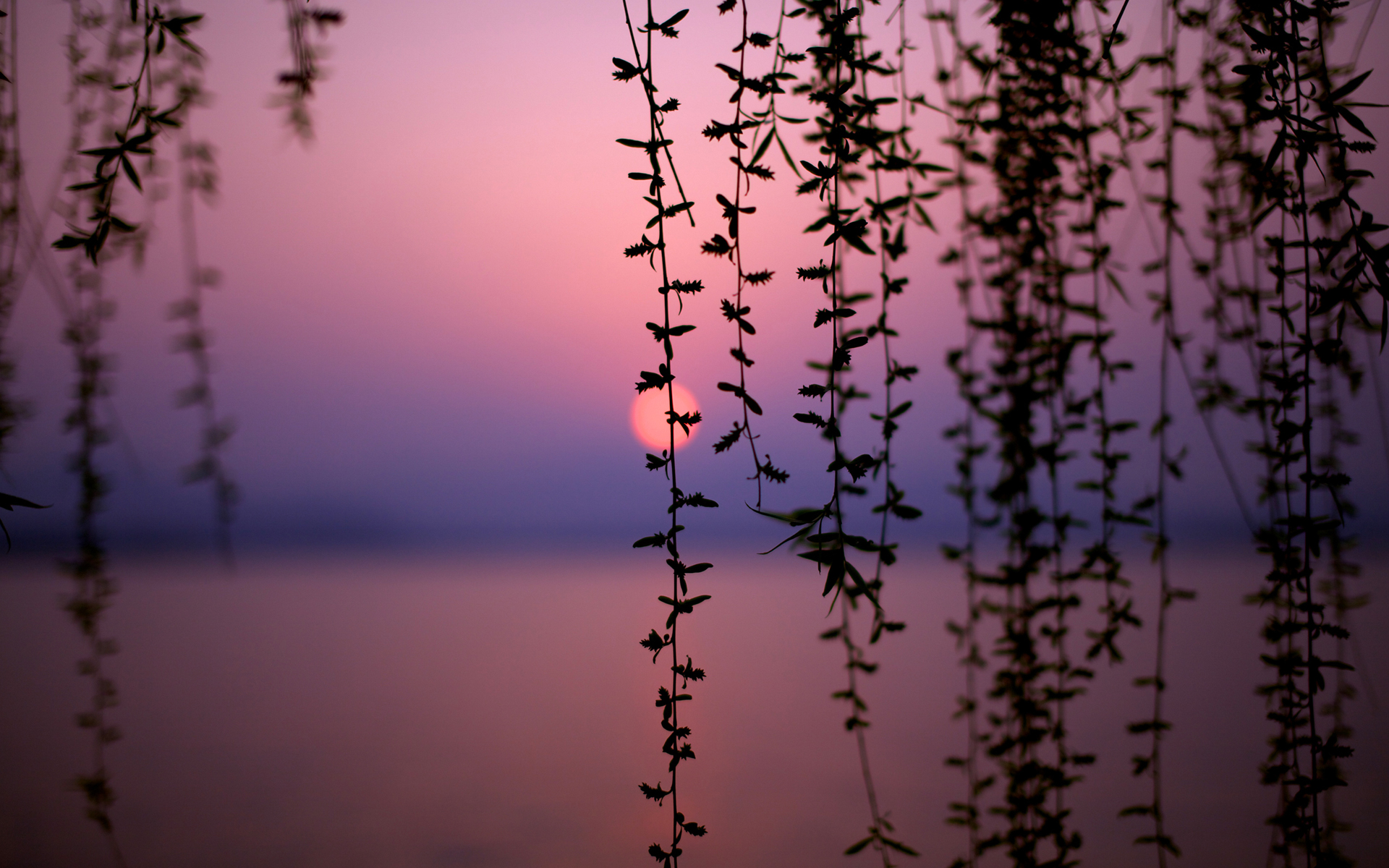 Vines Over Lake at Sunset Hd Wallpaper