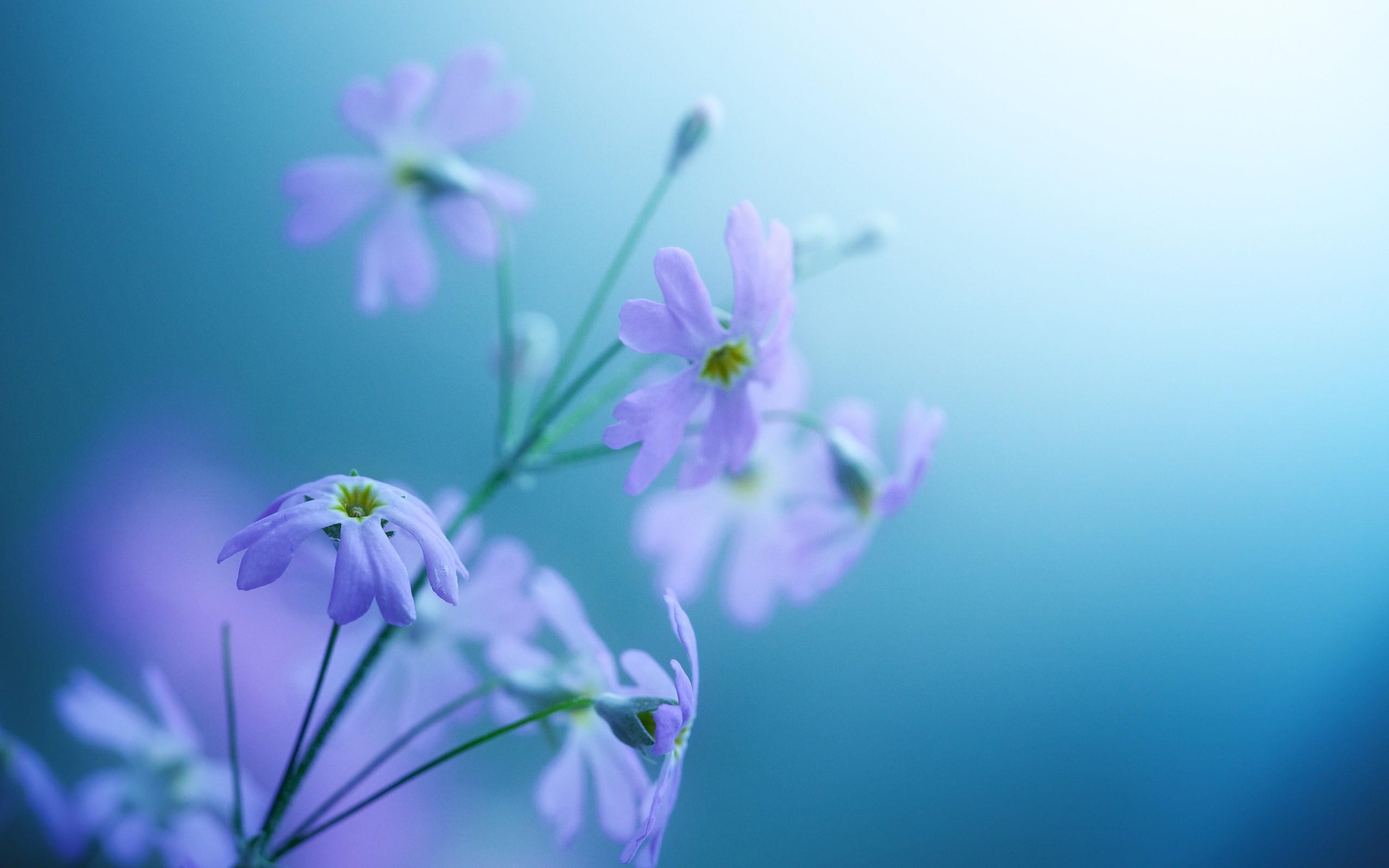Beautiful Delicate Violet Flowers HD Wallpaper
