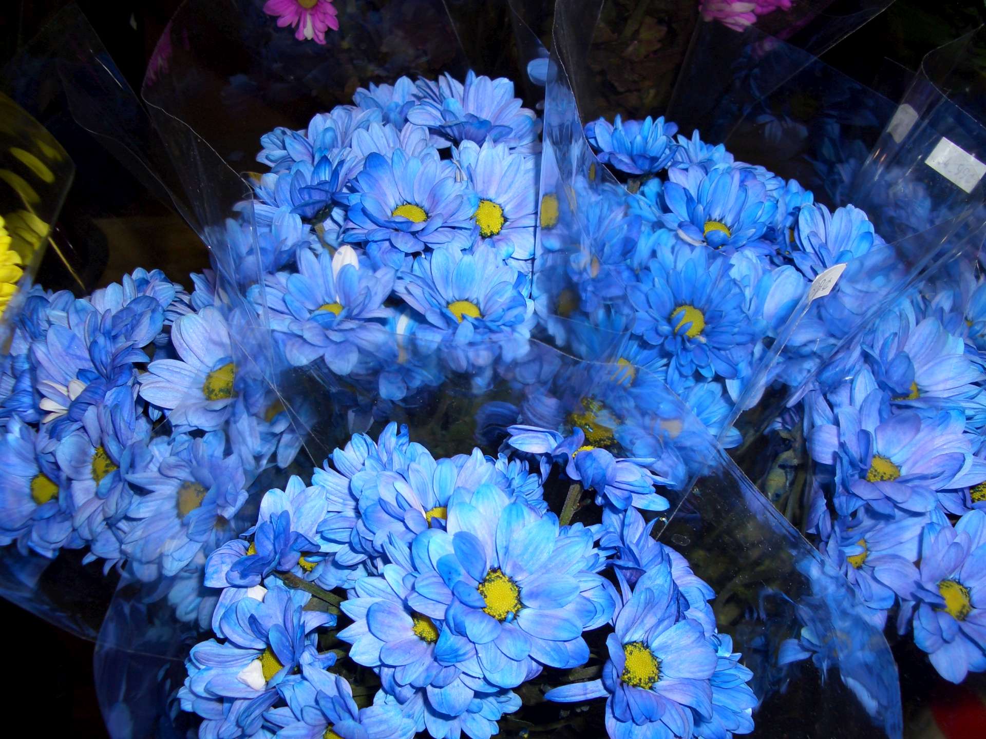Blue Flowers HD Wallpaper