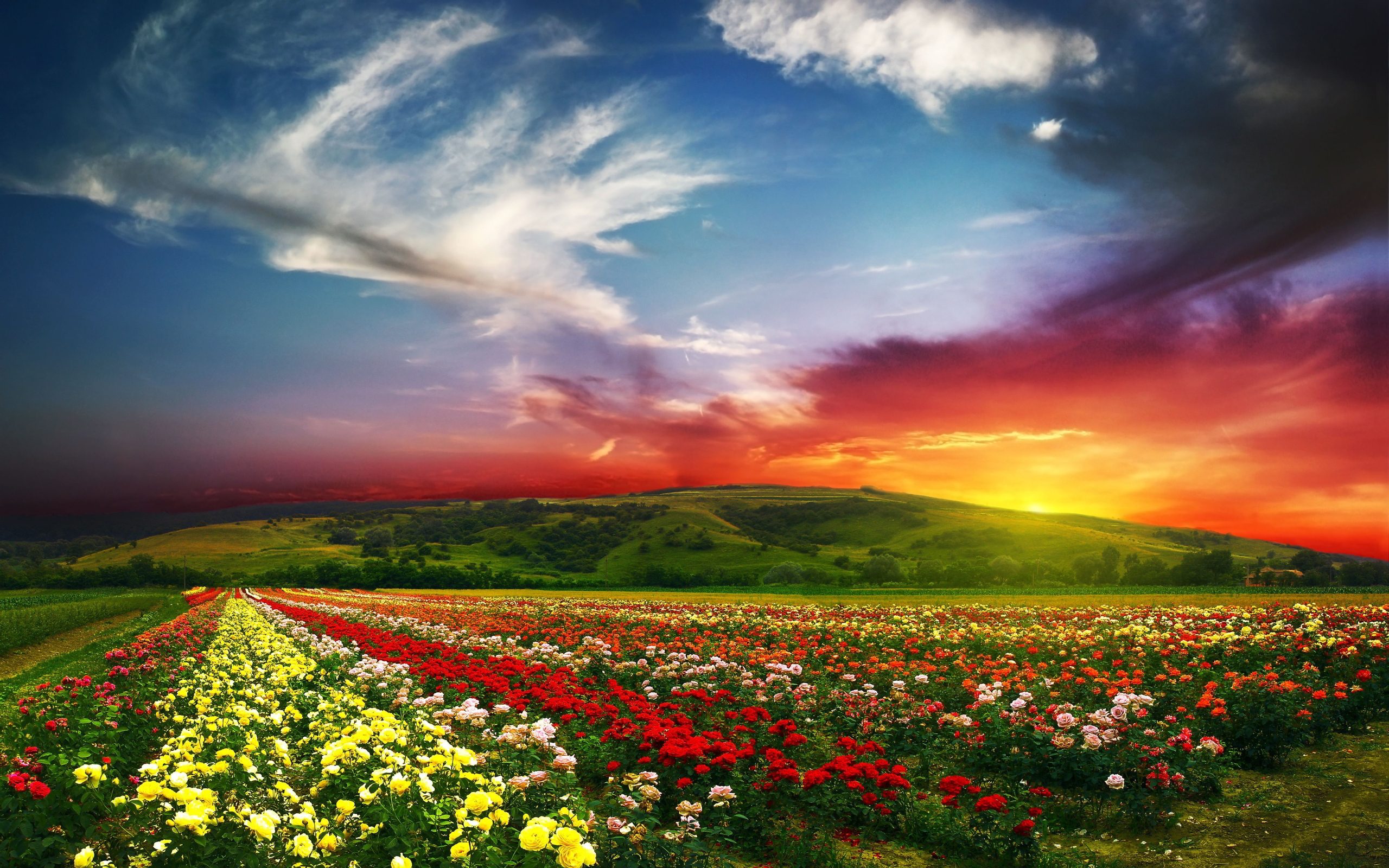 Flower Landscape with Sunset HD Wallpaper