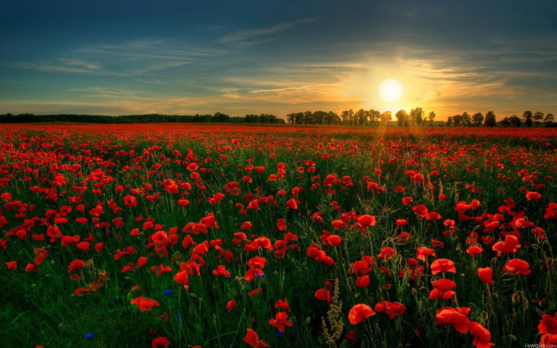 Red Flowers with Sunset HD Wallpaper
