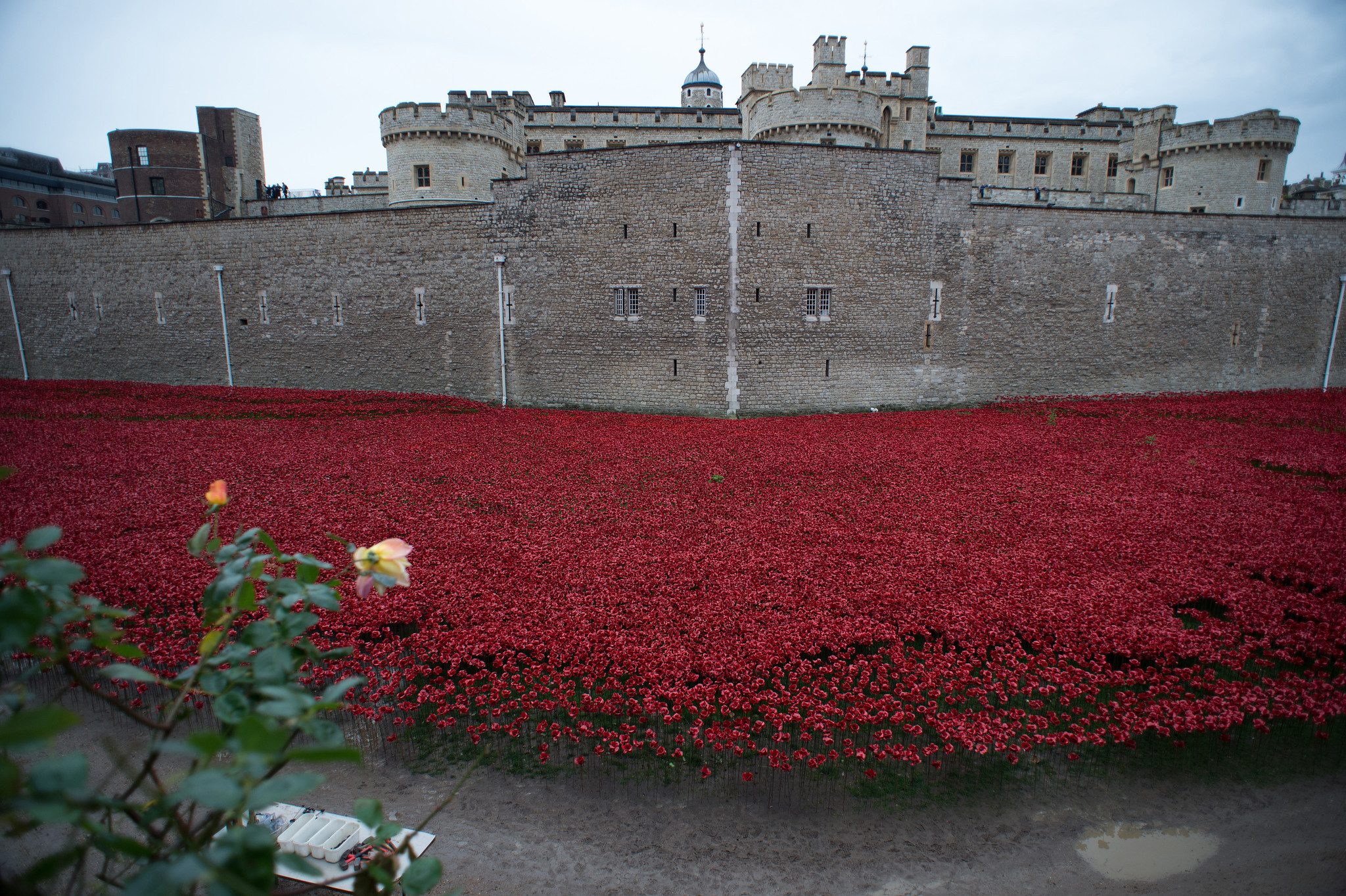 Britain’s Poppy Field Trubute to World War I Soldiers HD Wallpaper