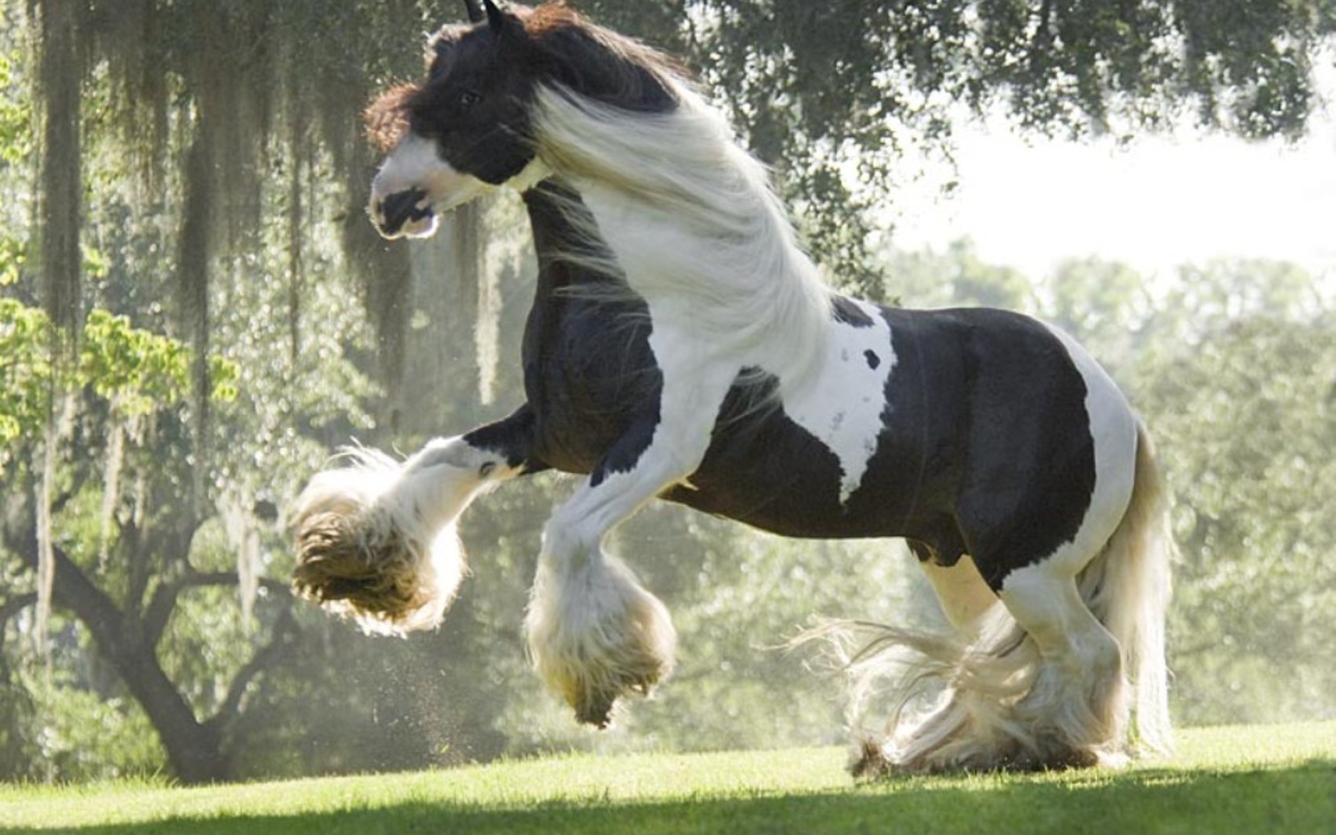 Clydesdale Horse HD Wallpaper
