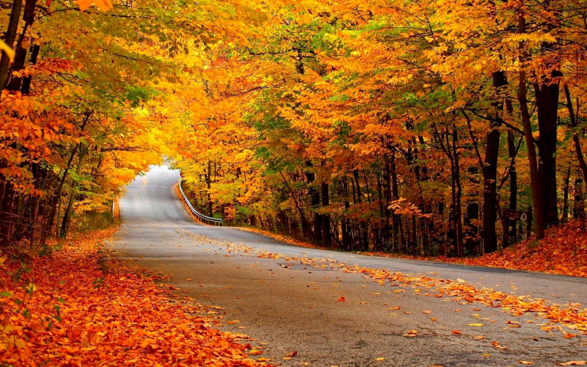 Autumn Roadway HD Wallpaper