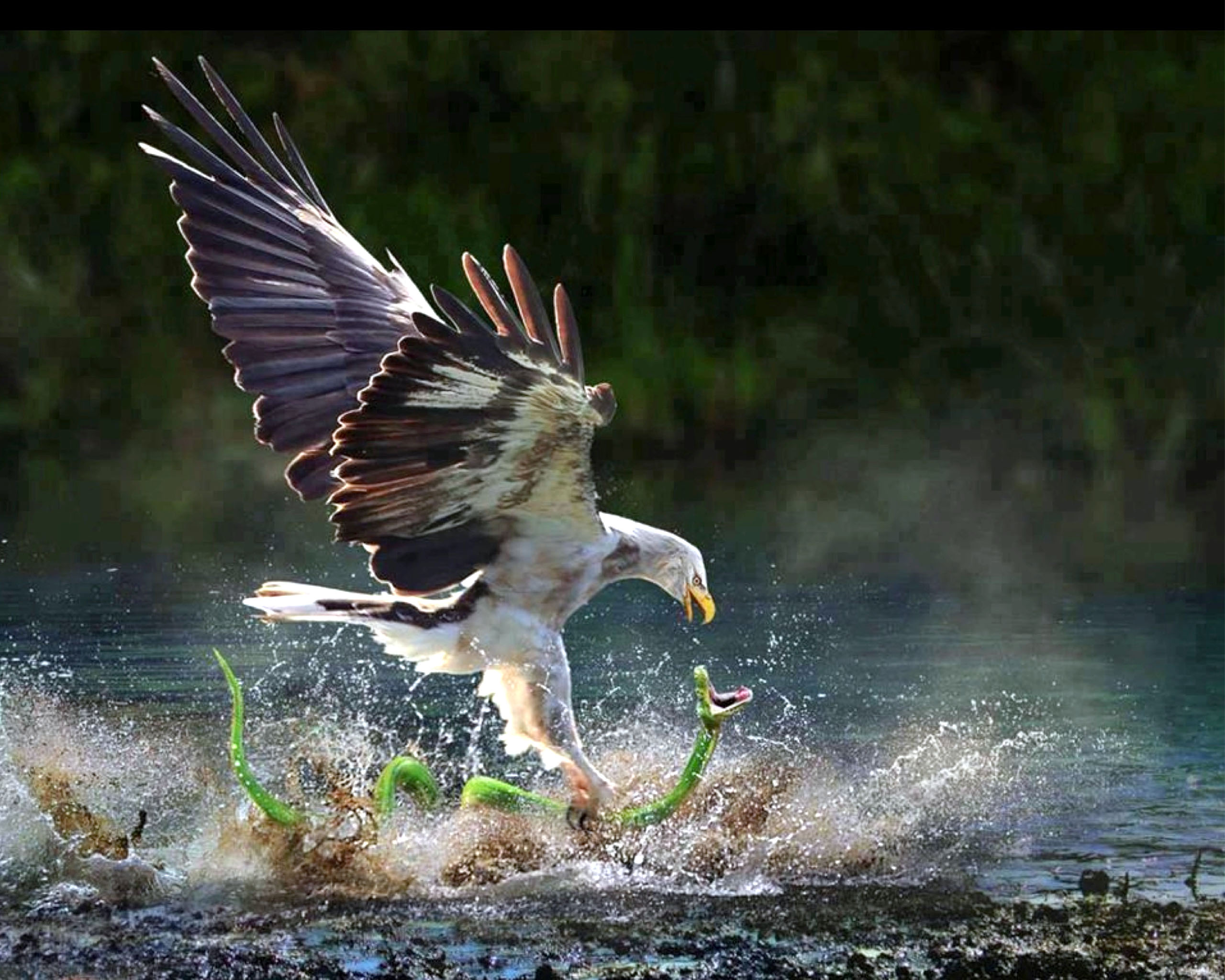 Eagle Catches a Snake HD Wallpaper