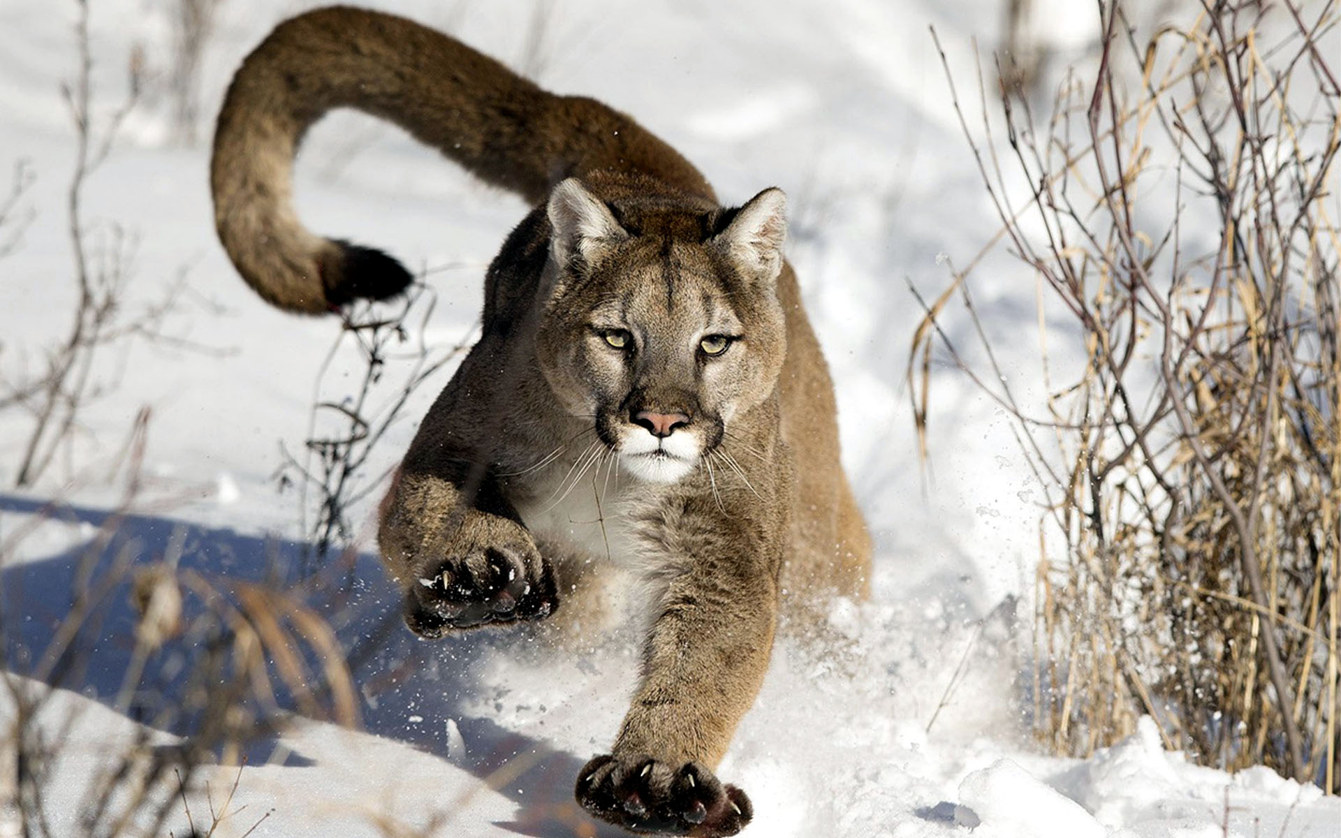 Mountain Lion Running in the Snow HD Wallpaper