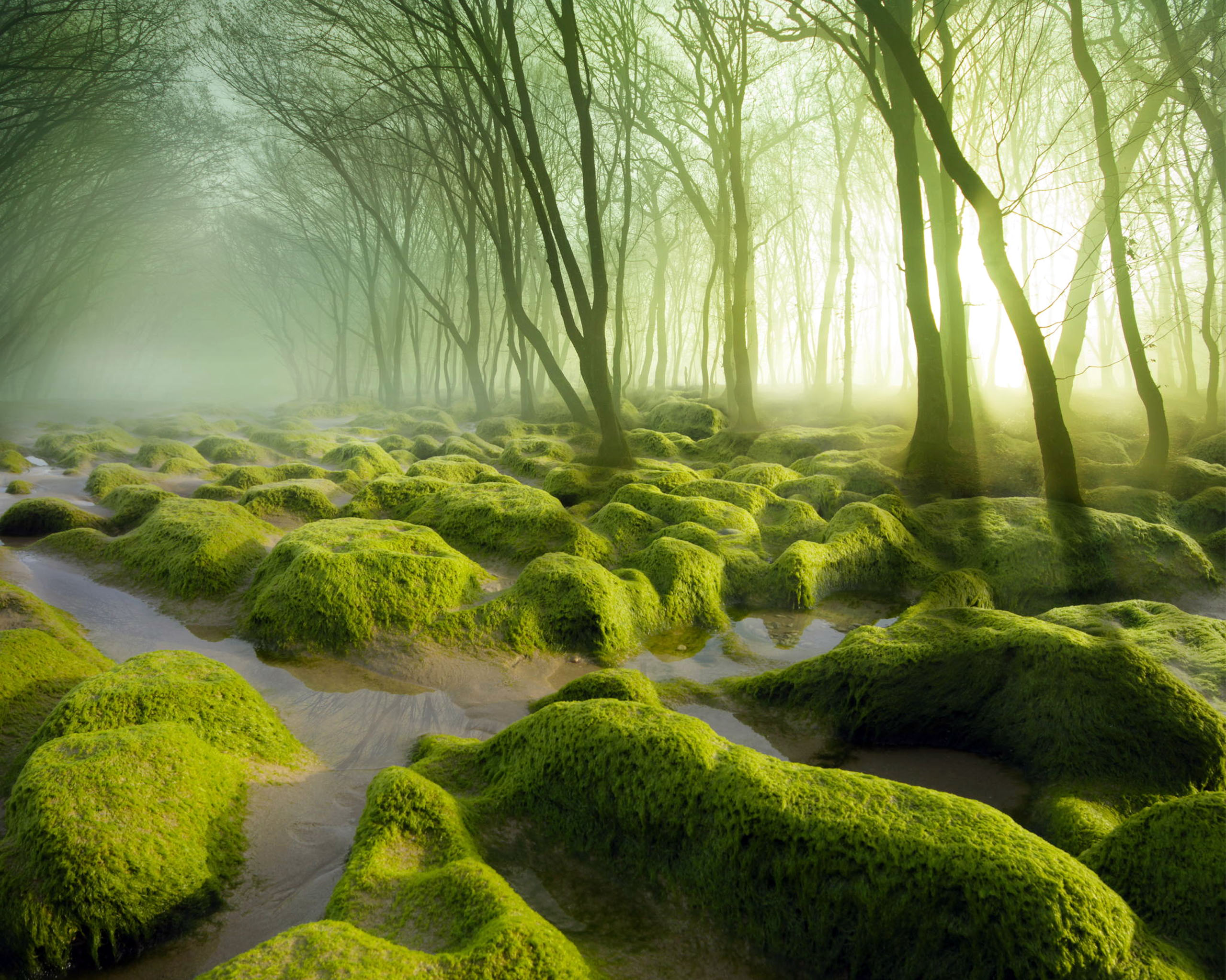 Romania Moss Swamp HD Wallpaper