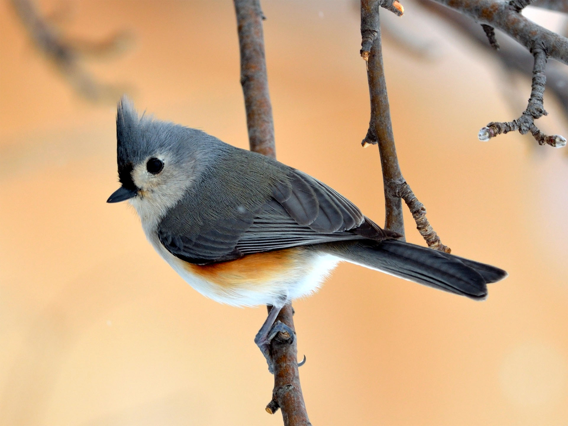 Tufted Titmouse HD Wallpaper