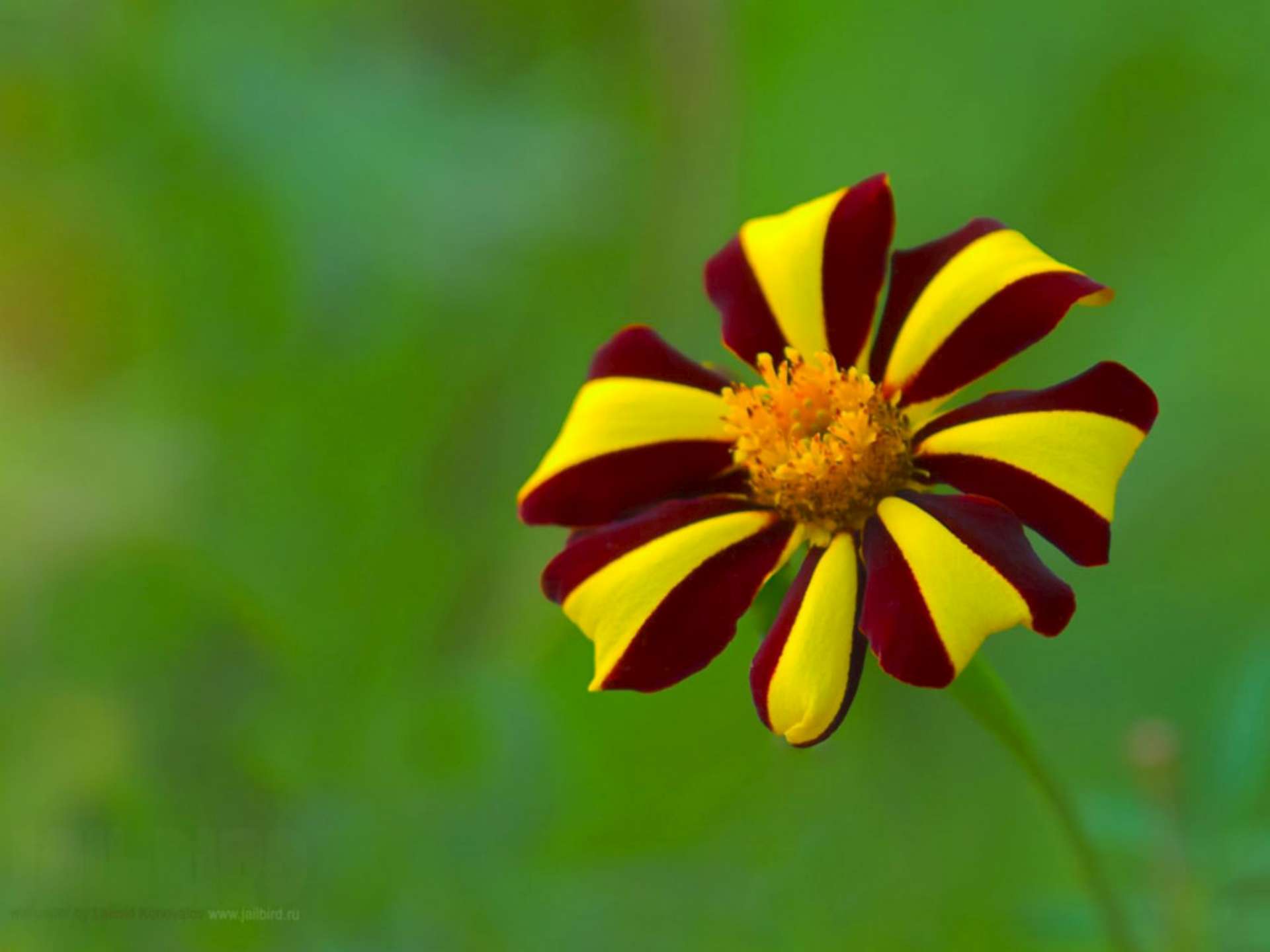 Yellow and Red Flower HD Wallpaper