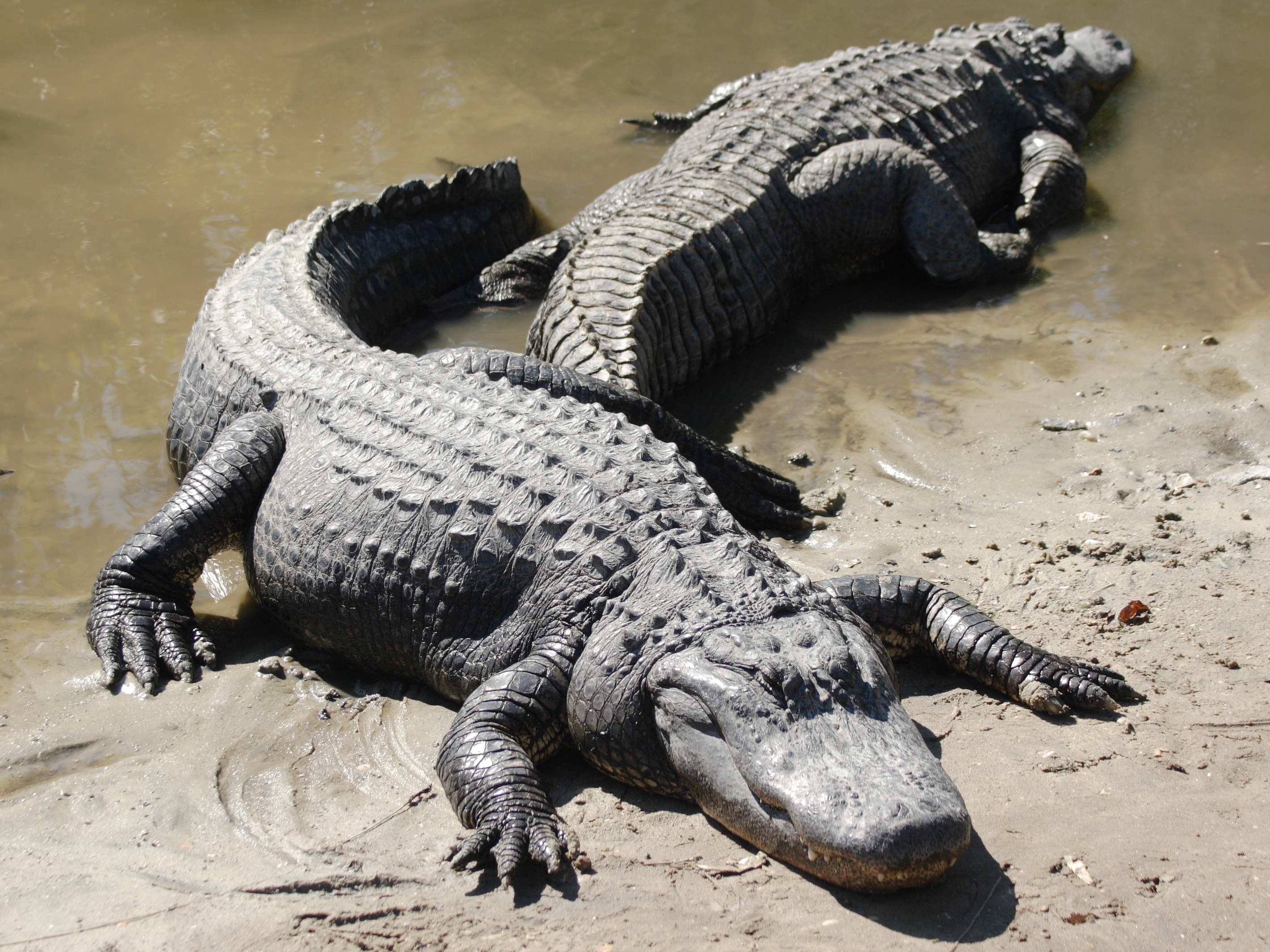 Alligators on the Beach HD Wallpaper
