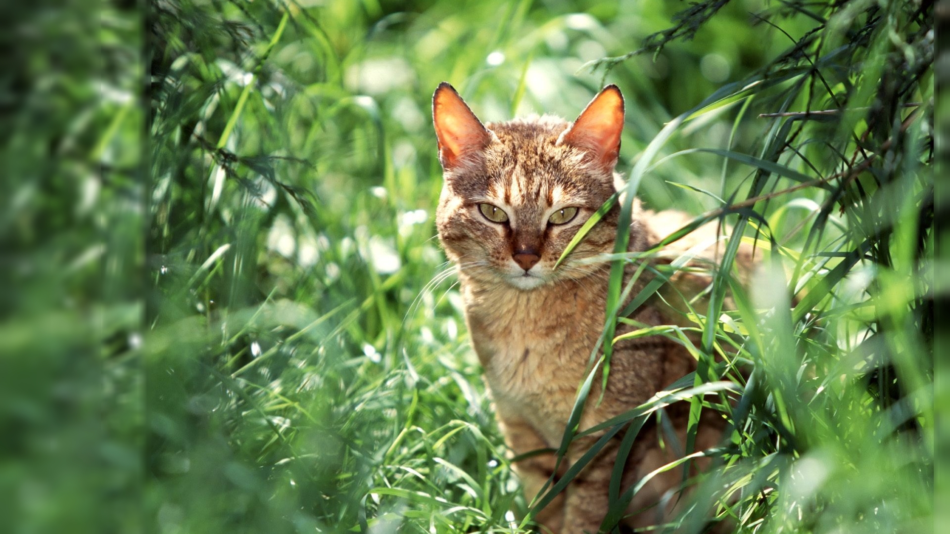 Cat in the Grass HD Wallpaper