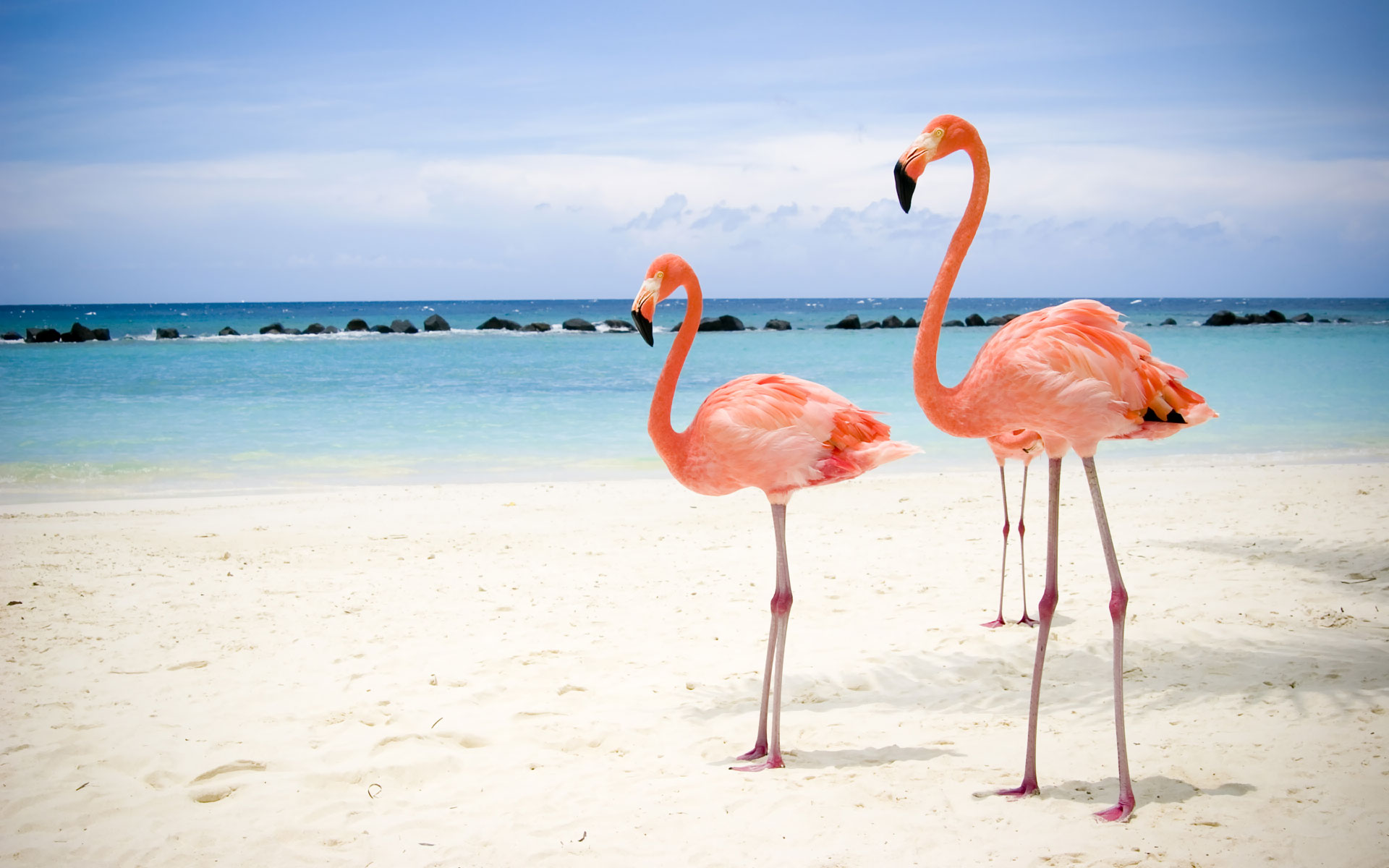 Flamingos on the Beach HD Wallpaper
