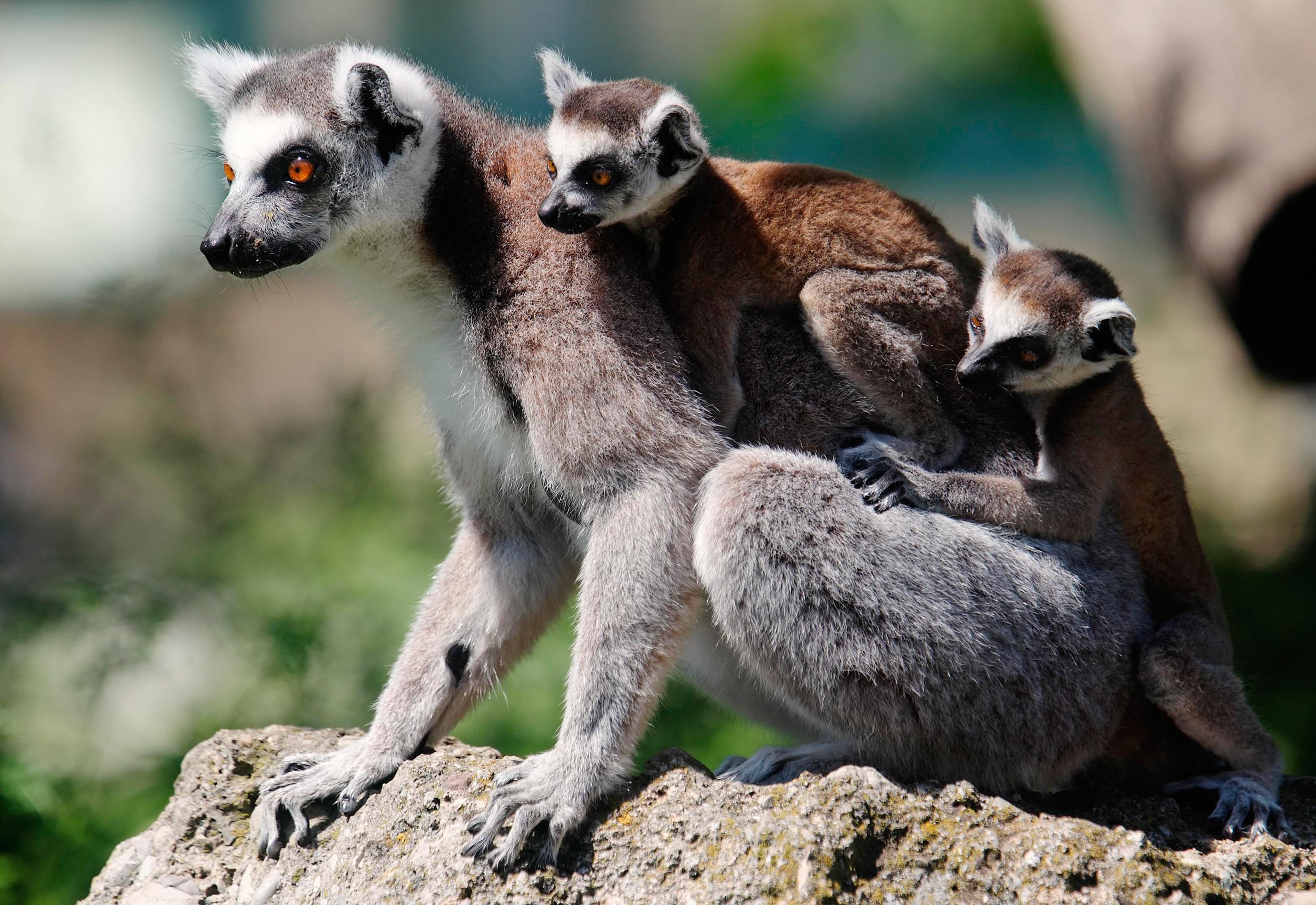 Lemur Family HD Wallpaper