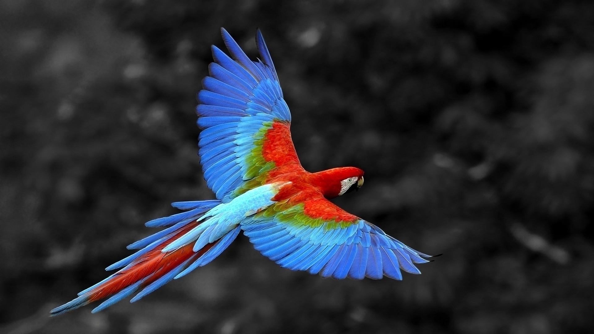 McCaw Parrot in Flight HD Wallpaper