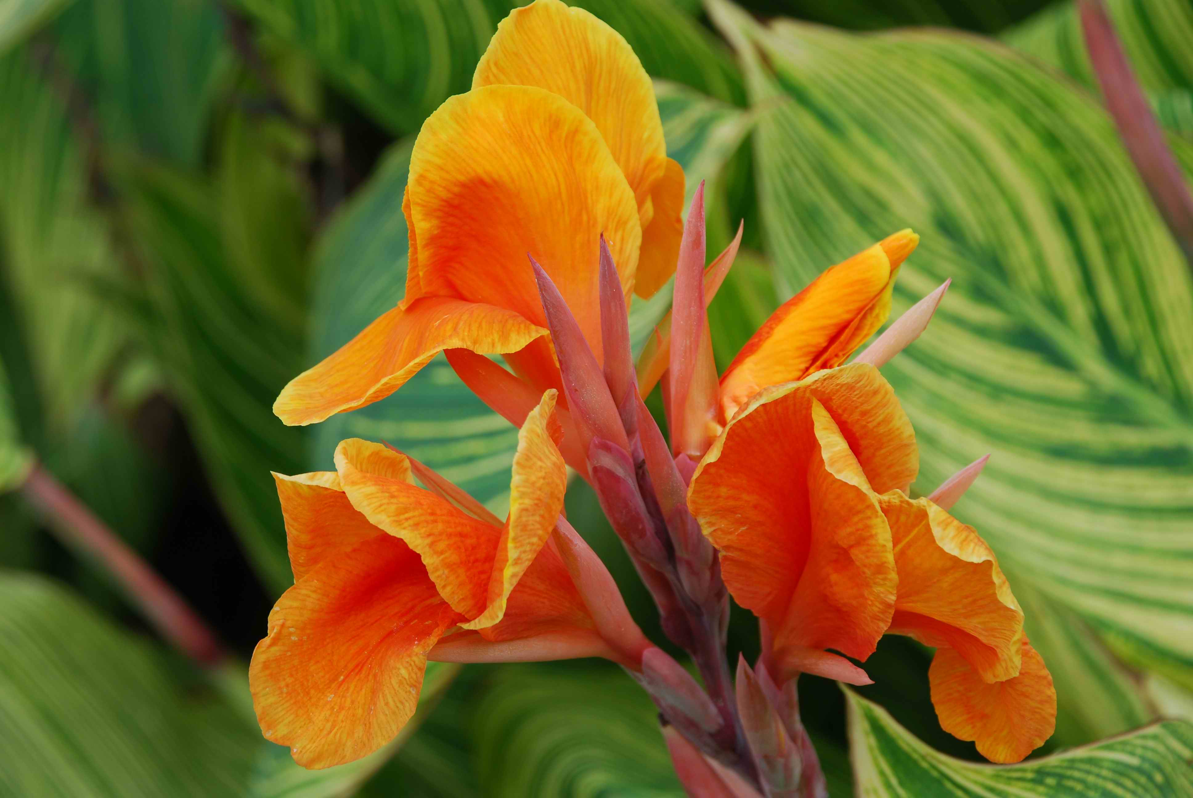 Orange Canna Flower HD Wallpaper