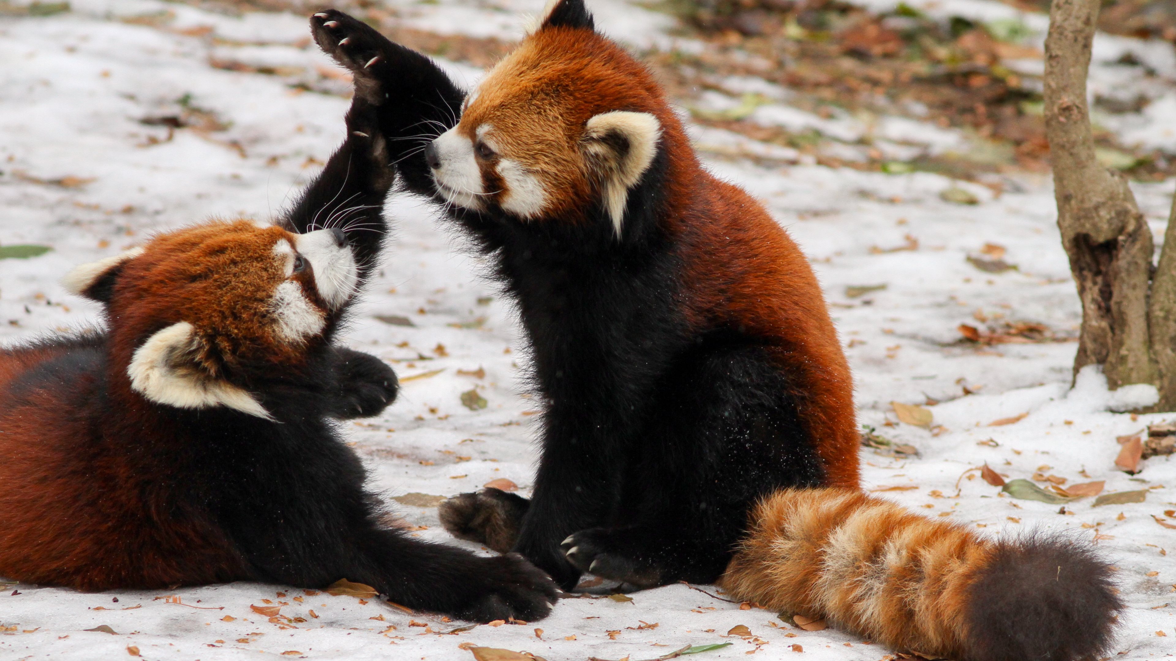 Red Pandas Playing HD Wallpaper