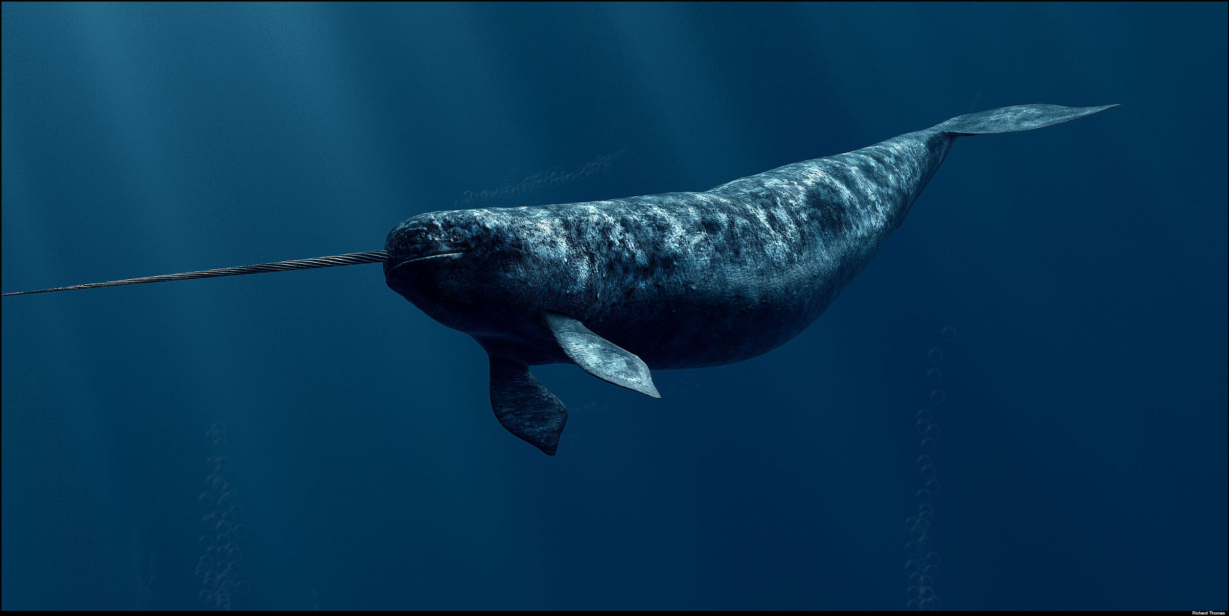 Narwhal HD Wallpaper