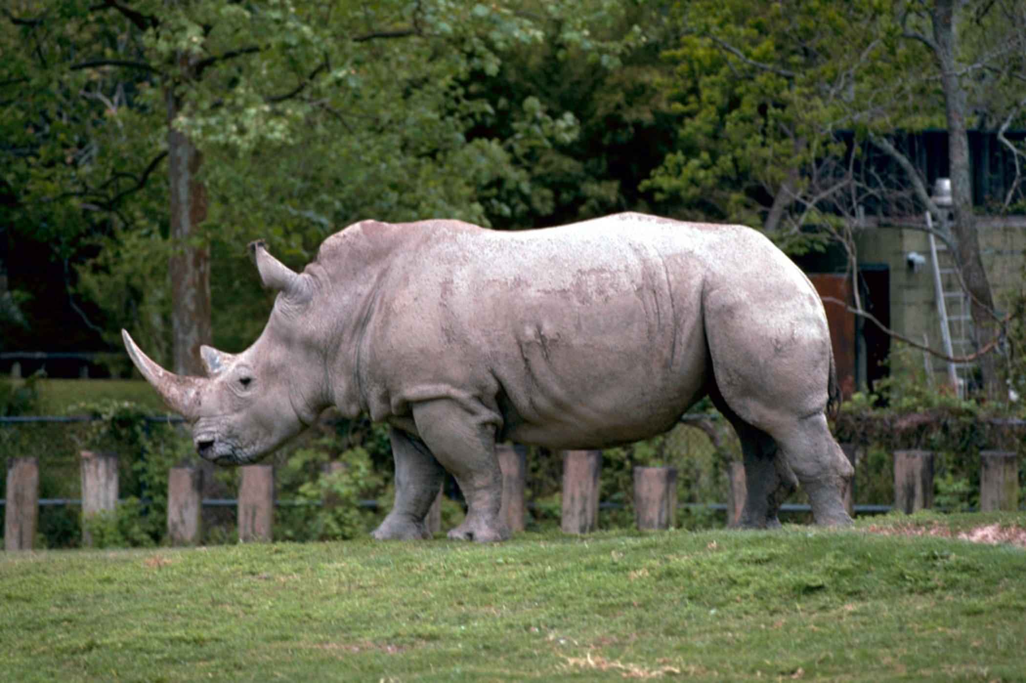 White Rhinoceros HD Wallpaper
