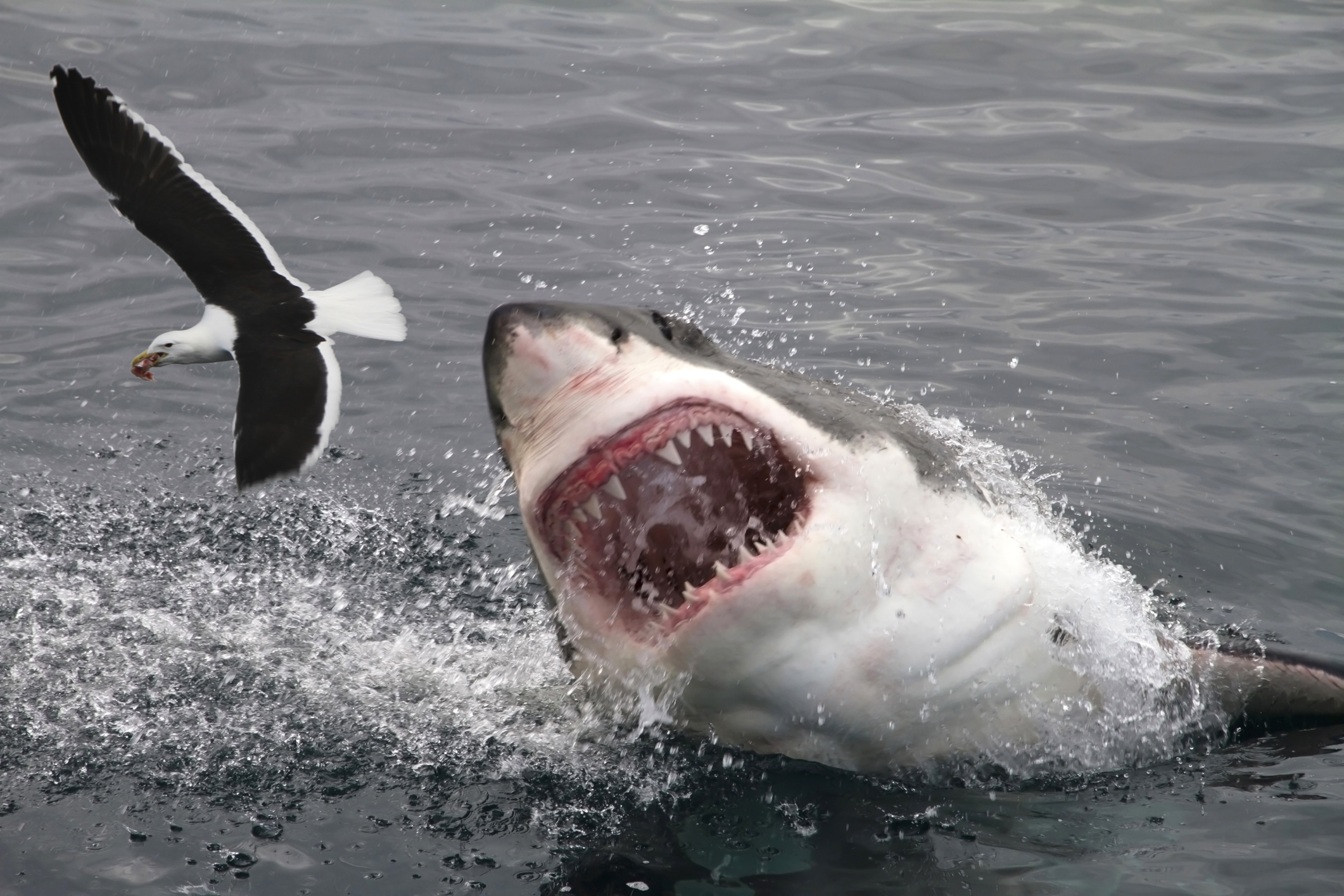 White Shark Attacking A Bird HD Wallpaper
