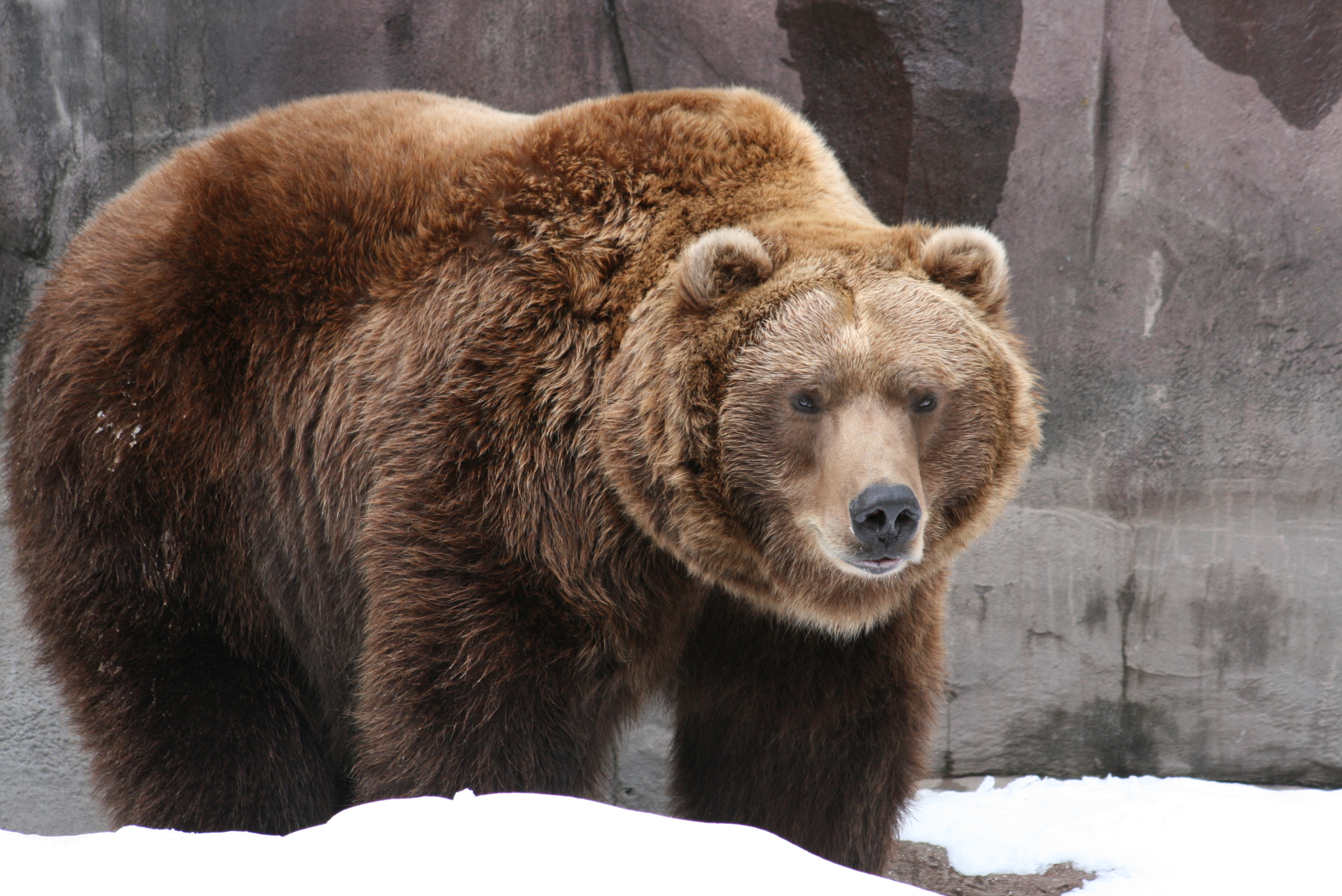 Grizzly Bear HD Wallpaper