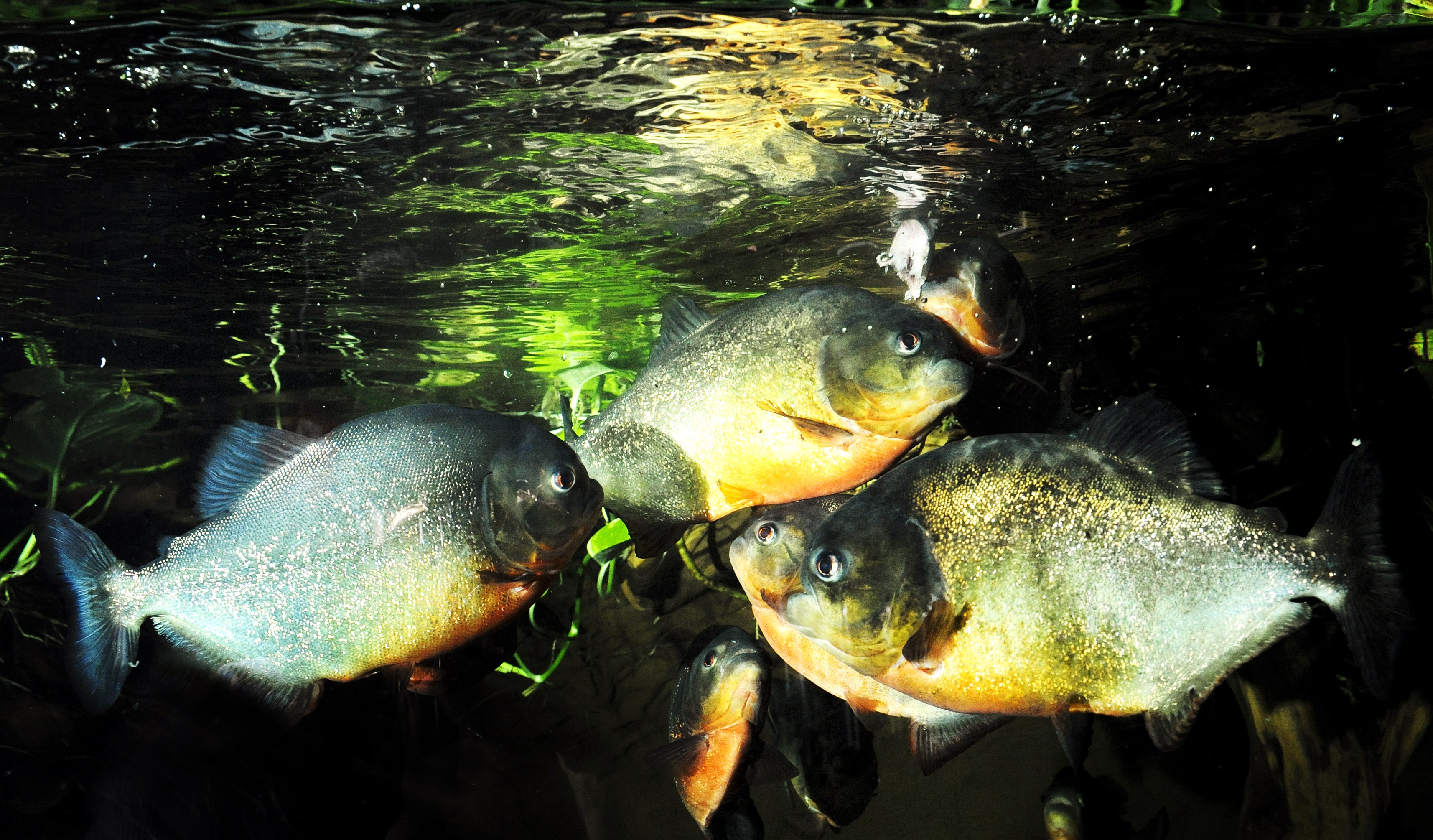 Piranha Fish HD Wallpaper